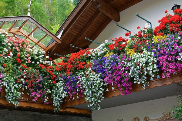 Какви цветя да отглеждаме на балкона?