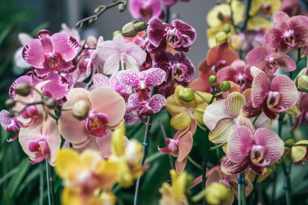 Удивителни факти за орхидеите