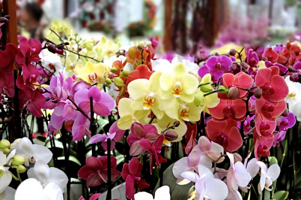 Орхидея — цвете на любовта и плодородието